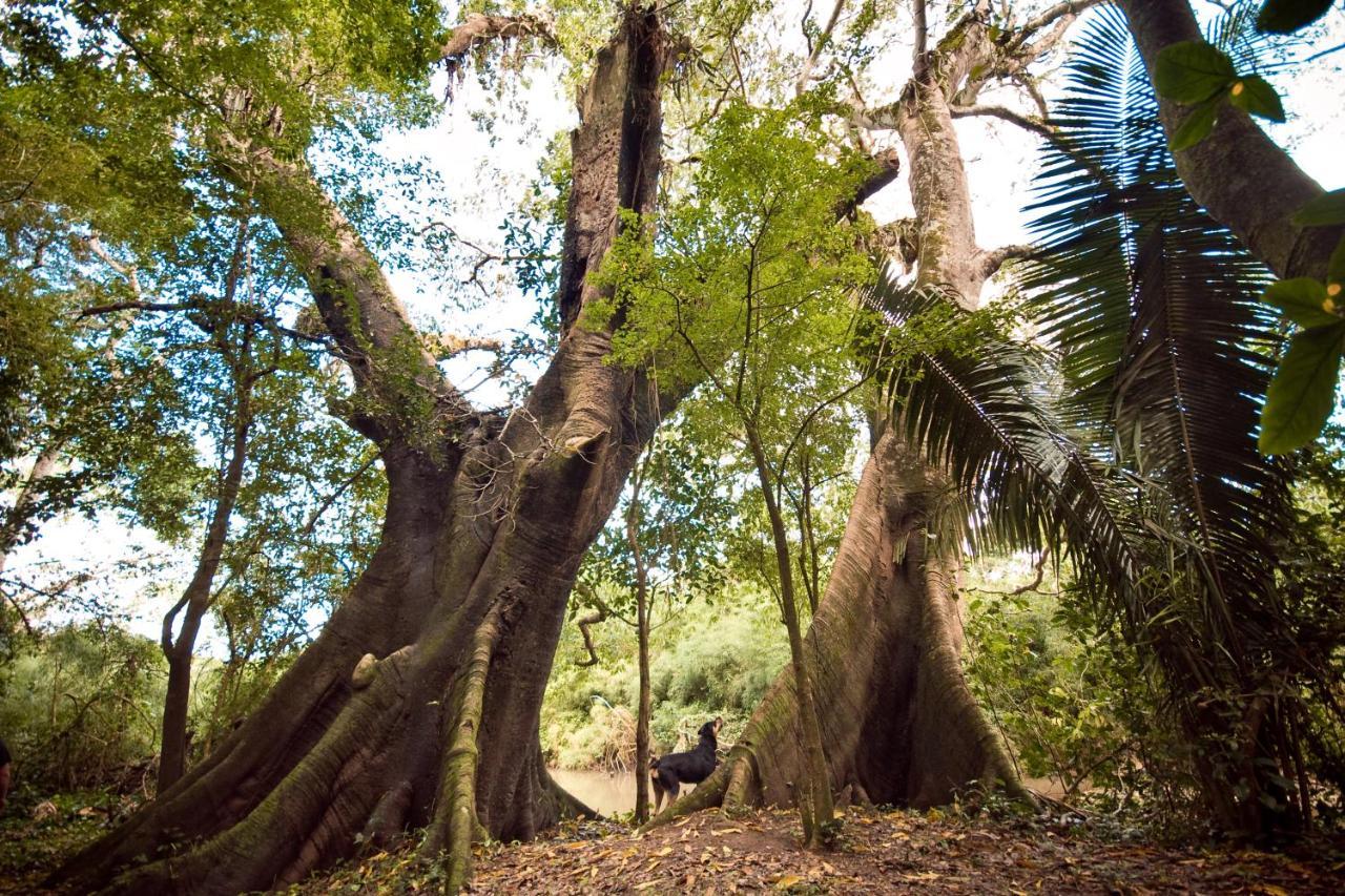 Lower Dover Jungle Lodge & Maya Ruins Unitedville Eksteriør bilde