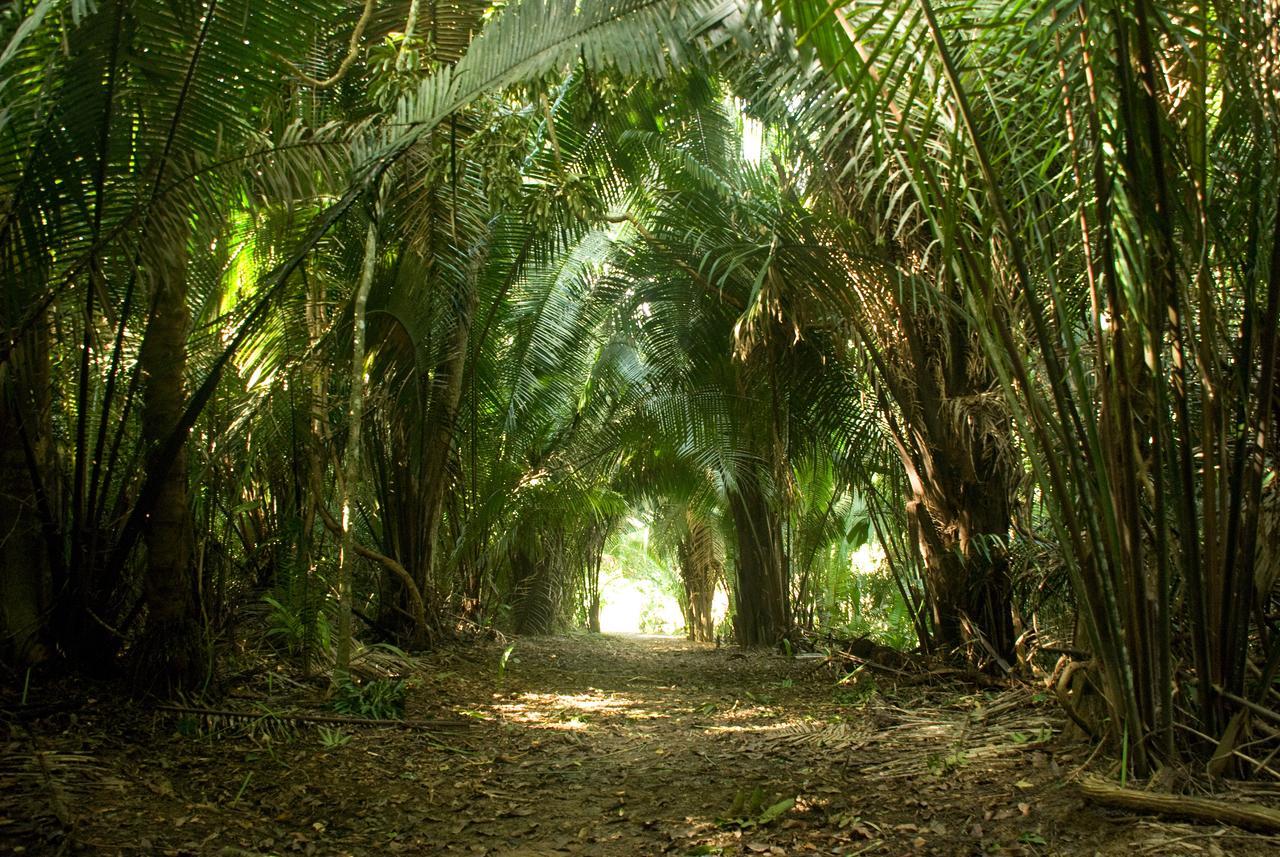 Lower Dover Jungle Lodge & Maya Ruins Unitedville Eksteriør bilde